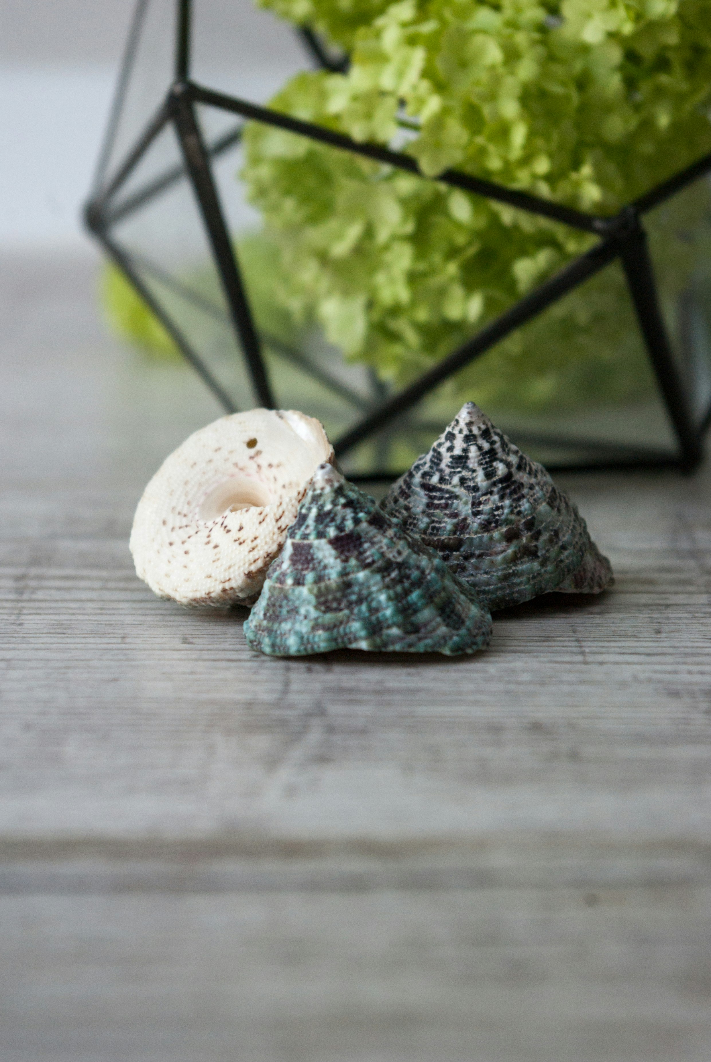 white and gray seashell on brown wooden table